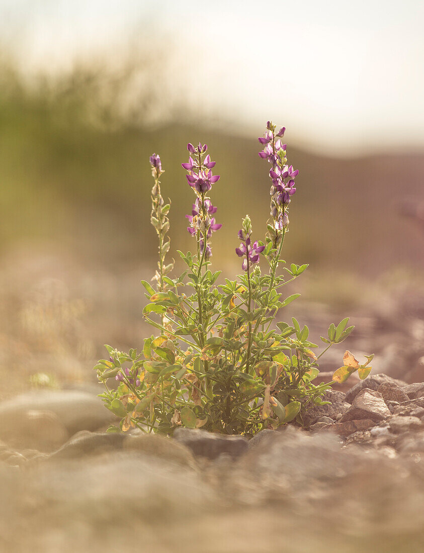 A purple blooming lupine grows in a rocky wash in Baja California Sur