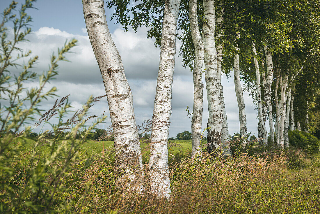 Birch trees at the edge of a field near Marx, East Friesland, Lower Saxony, Germany, Europe