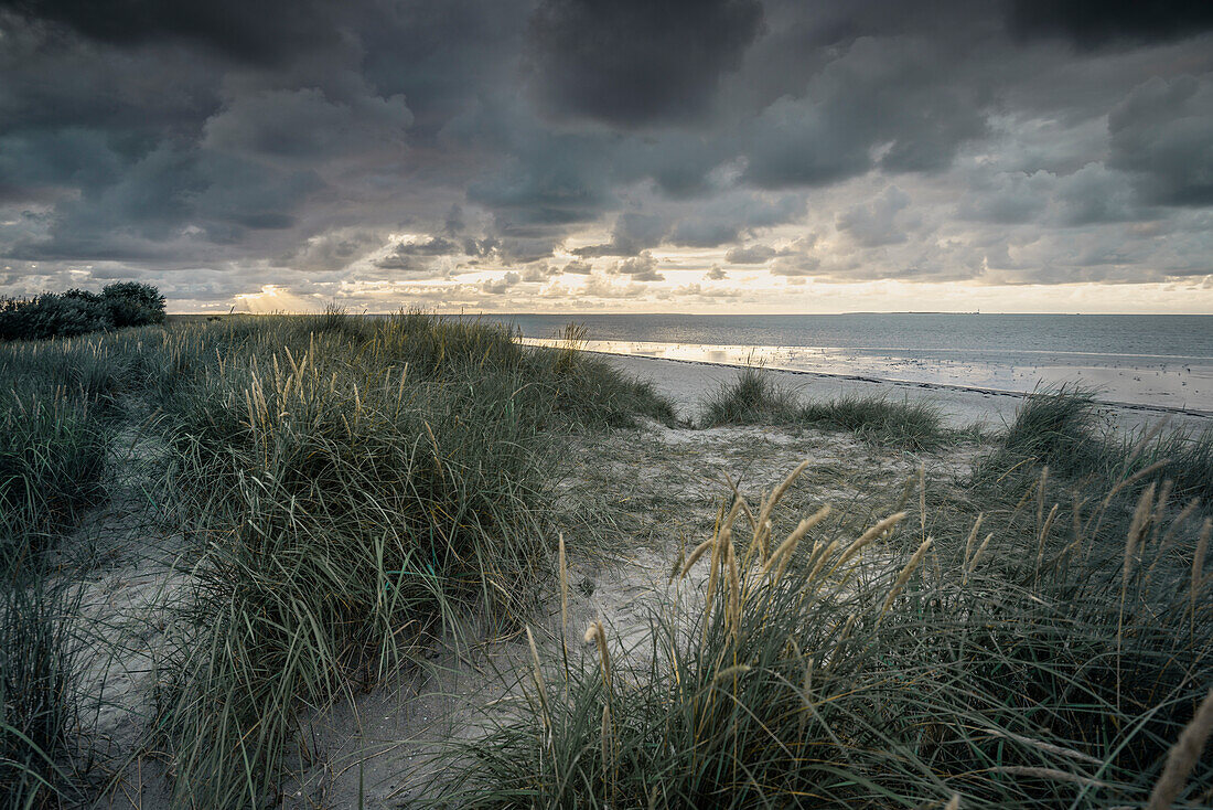 Dünengras und Sanddüne unter Regenwolken an der Nordsee, Schillig, Wangerland, Friesland, Niedersachsen, Deutschland, Europa