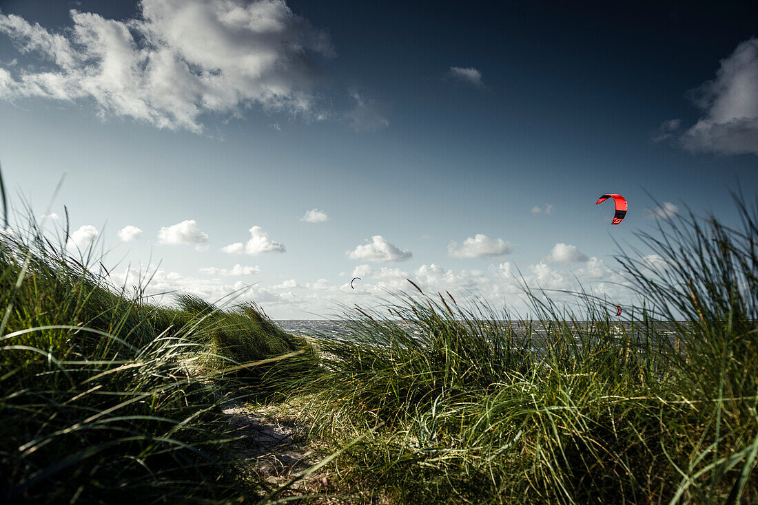 Dünengras und Kitesurfer an der Nordsee, Schillig, Wangerland, Friesland, Niedersachsen, Deutschland, Europa