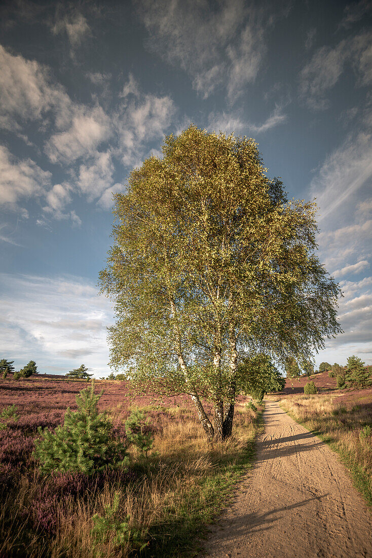 Lüneburg Heath near Wilsede, Lower Saxony, Germany, Europe