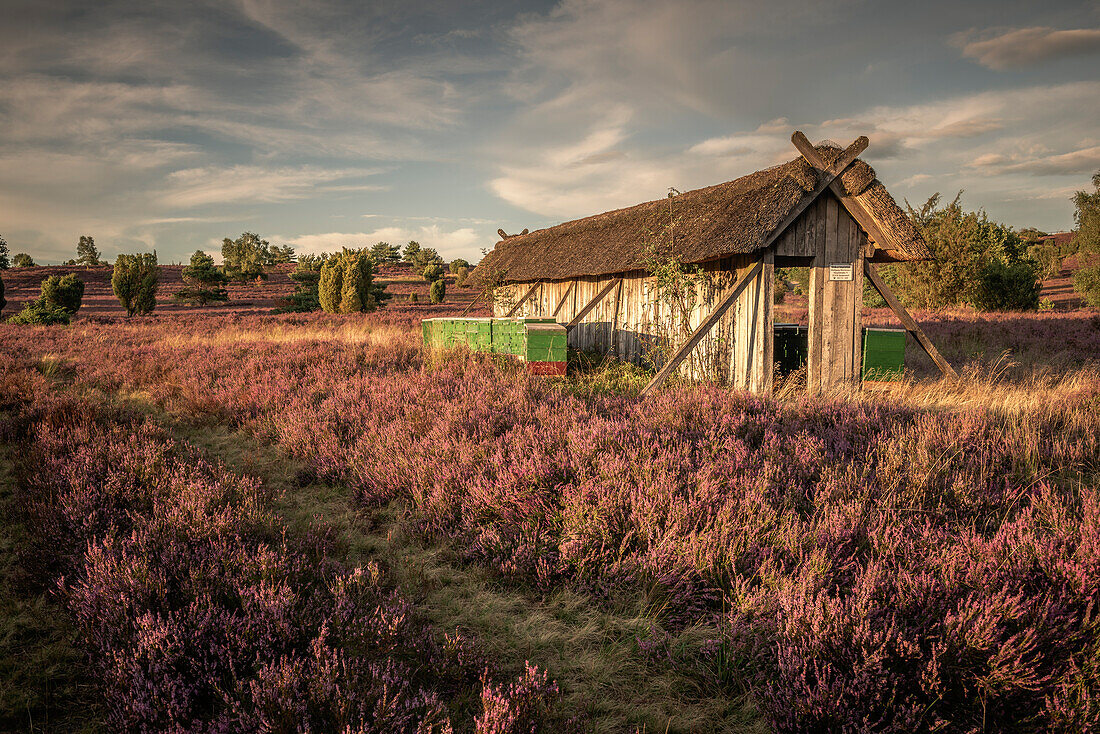 Beekeeping hut and beehives in the Lüneburg Heath near Wilsede, Lower Saxony, Germany, Europe