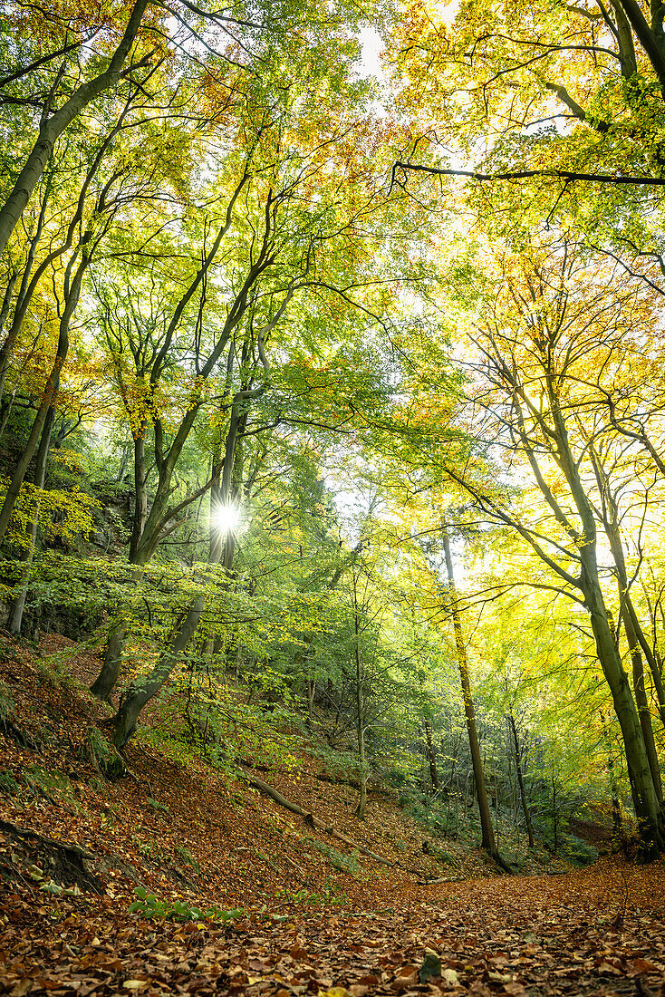 Waldpfad am Hohenstein, Weserbergland, Hessisch Oldendorf, Niedersachsen, Deutschland, Europa