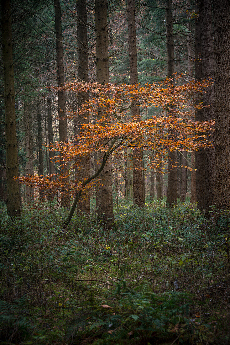Buche zwischen Nadelbäumen im Urwald Baumweg, Ahlhorn, Niedersachsen, Deutschland, Europa