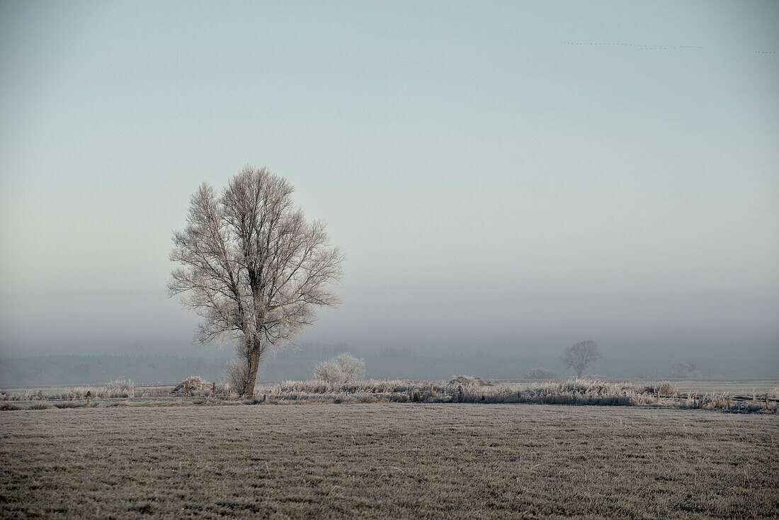 Baum auf Feld bei Frost und Nebel, Etzel, Ostfriesland, Niedersachsen, Deutschland, Europa