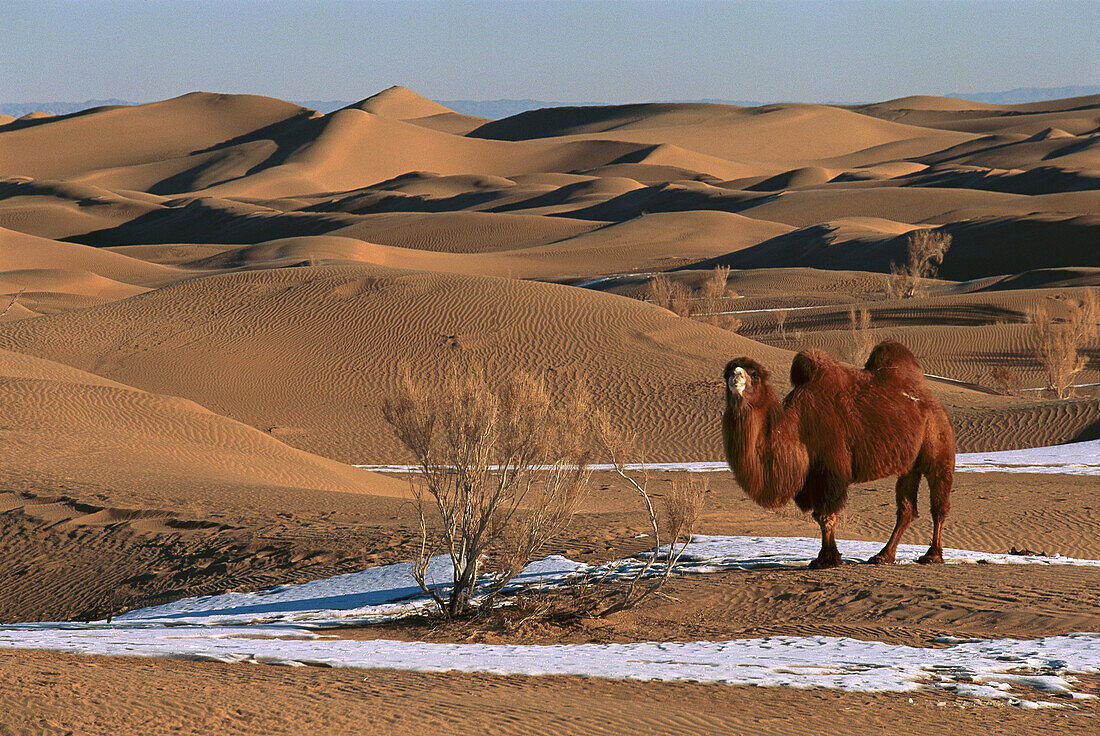 Trampeltier (Camelus Bactrianus) im Winter, Wüste Gobi, Mongolei