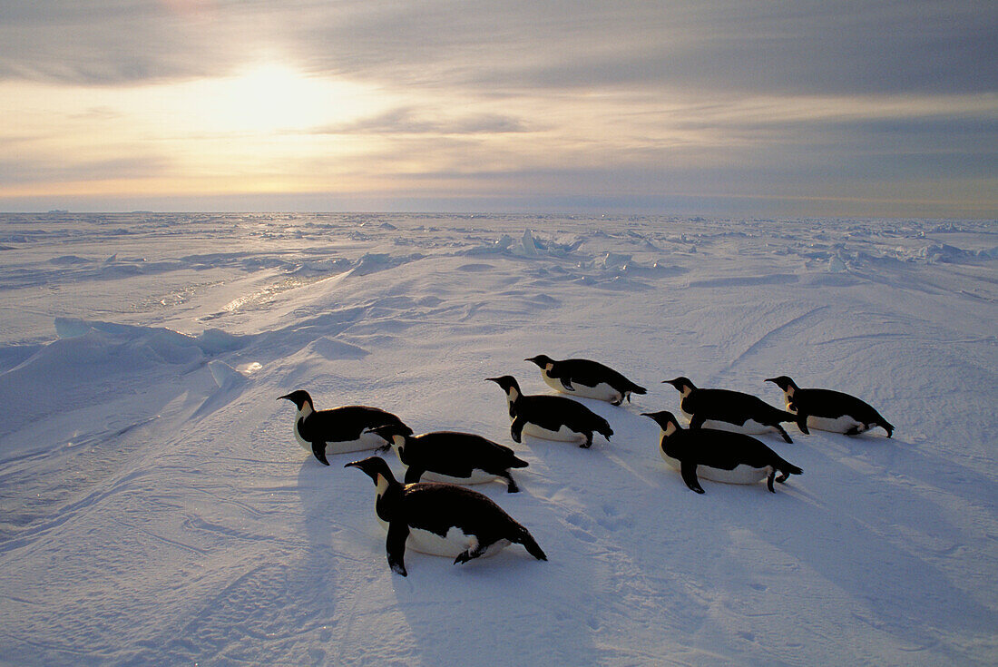 Kaiserpinguin (Aptenodytes Forsteri) Rodeln auf Meereis bei Sonnenuntergang, Weddellmeer, Antarktis