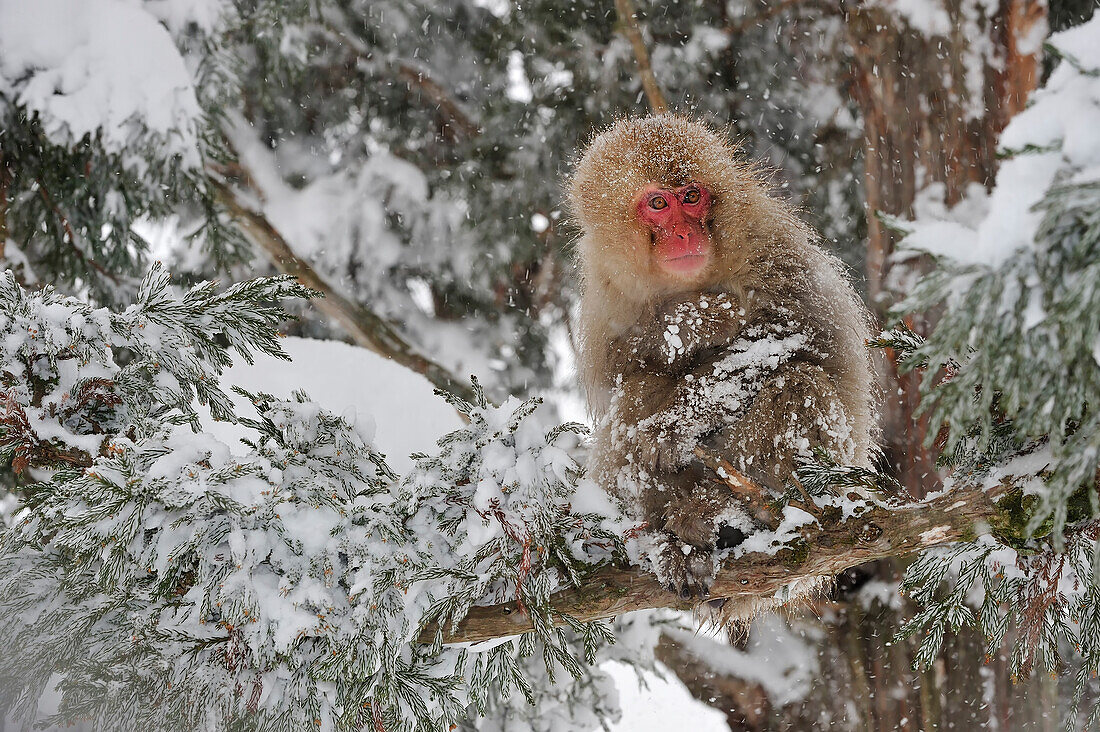 Japanischer Makak (Macaca fuscata) Mutter und Baby im Baum, kuscheln für Wärme, Jigokudani, Nagano, Japan