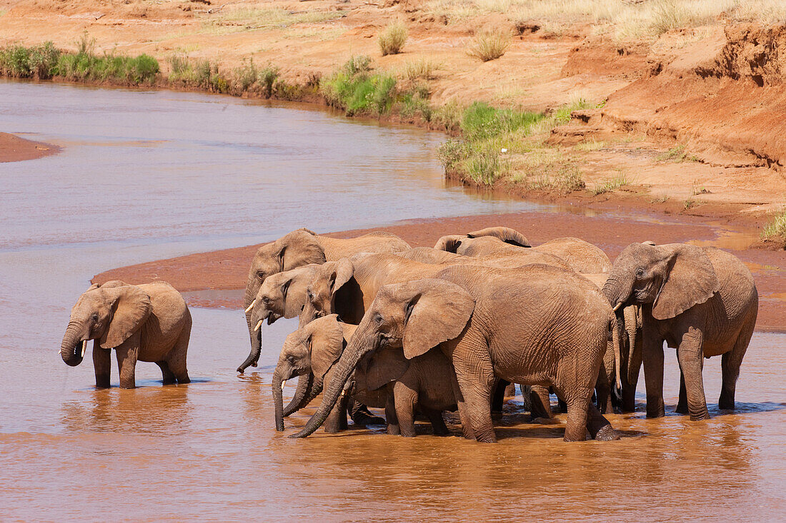 Afrikanischer Elefant (Loxodonta africana) Herde trinken am Wasserloch, Samburu-Isiolo Game Reserve, Kenia