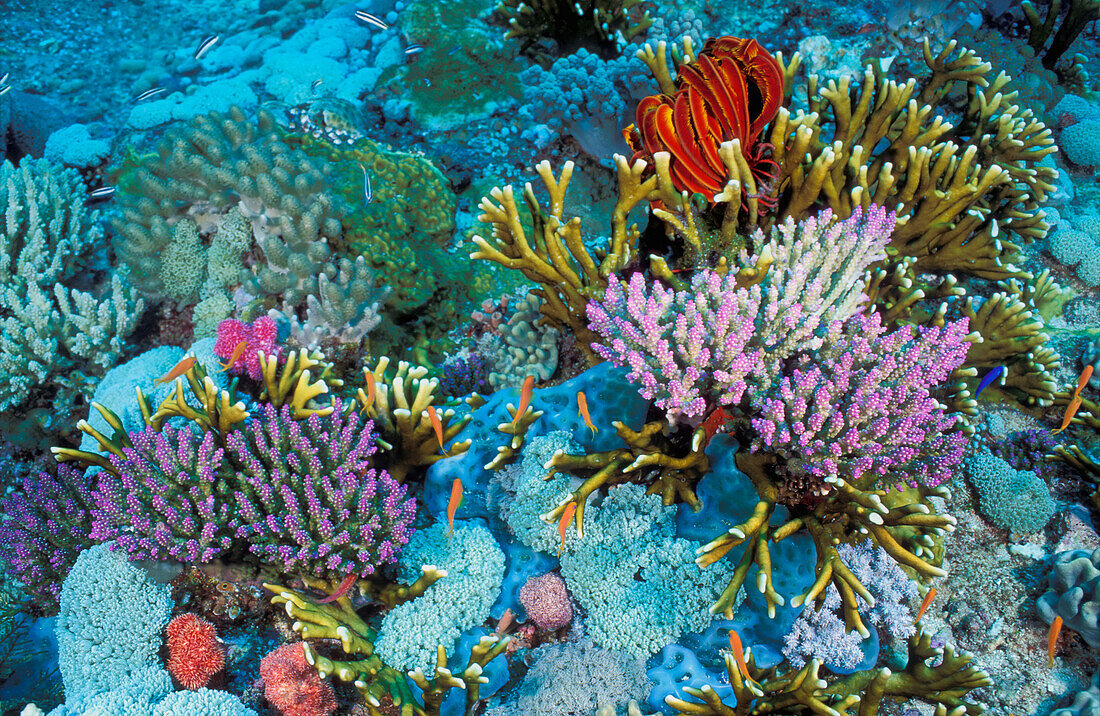 Feuerkoralle (Millepora sp) im Korallenriff, Great Barrier Reef, Australien