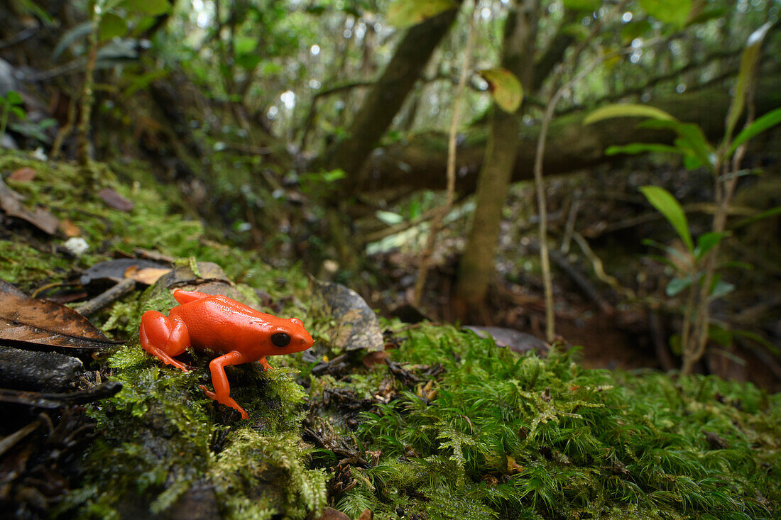 Goldene Mantella (Mantella Aurantiaca) im Wald, Andasibe, Madagaskar