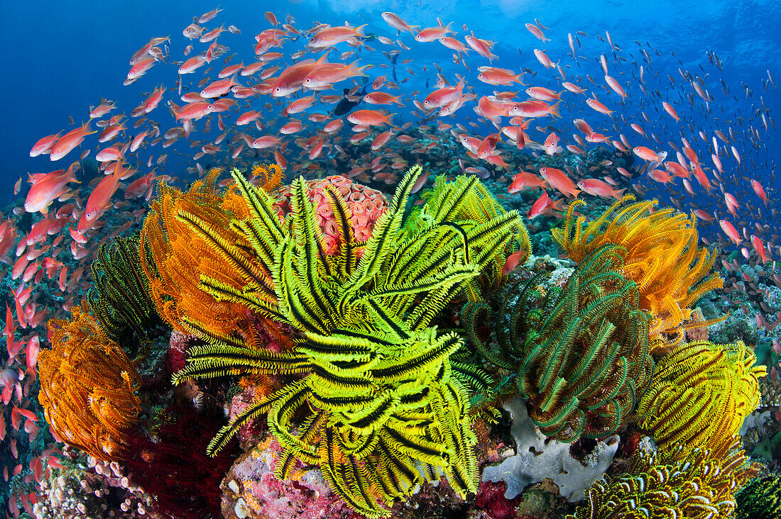 Sea Goldie (Pseudanthias squamipinnis) Schule im Korallenriff mit Federsternen, Great Barrier Reef, Queensland, Australien