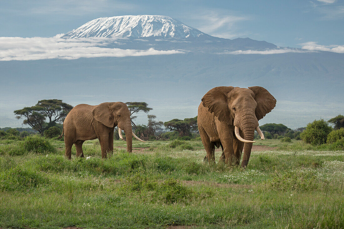 Afrikanischer Elefant (Loxodonta africana) Bullen grasen im Grünland mit dem Kilimandscharo im Hintergrund, Amboseli Nationalpark, Kenia