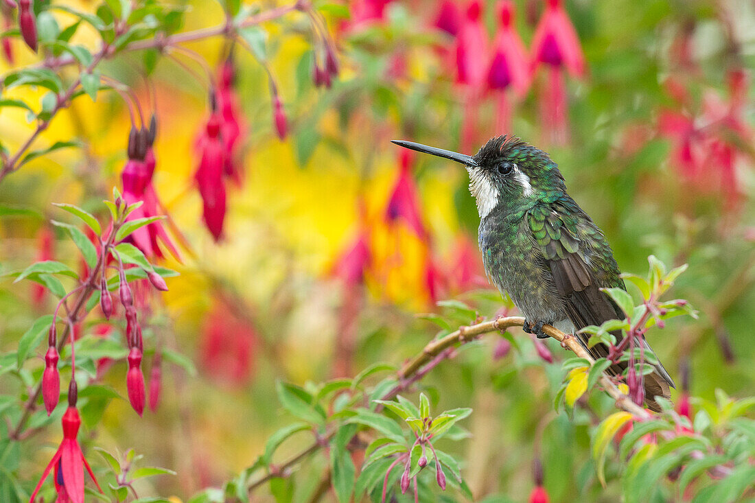 Variabler Bergjuwel (Lampornis castaneoventris) Kolibri, Costa Rica