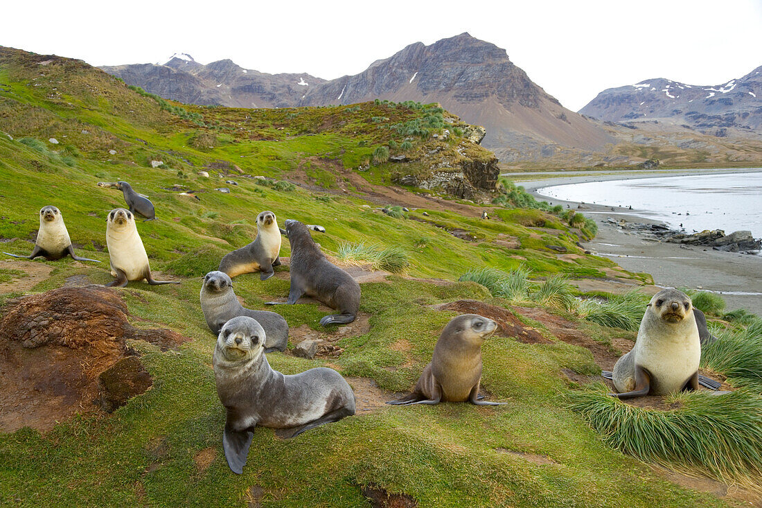 Antarktische Seebär (Arctocephalus Gazella) Mütter und Welpen, Husvik, South Georgia Island