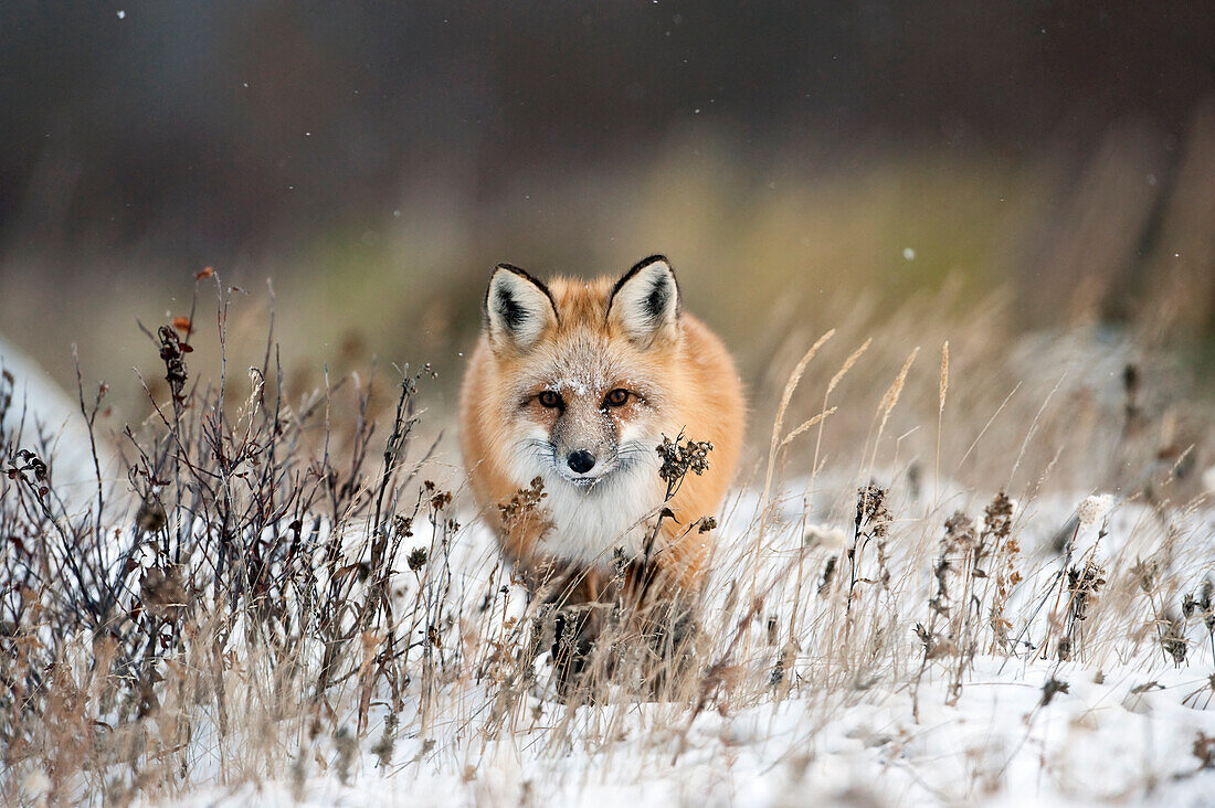 Rotfuchs (Vulpes Vulpes), Churchill, Manitoba, Kanada