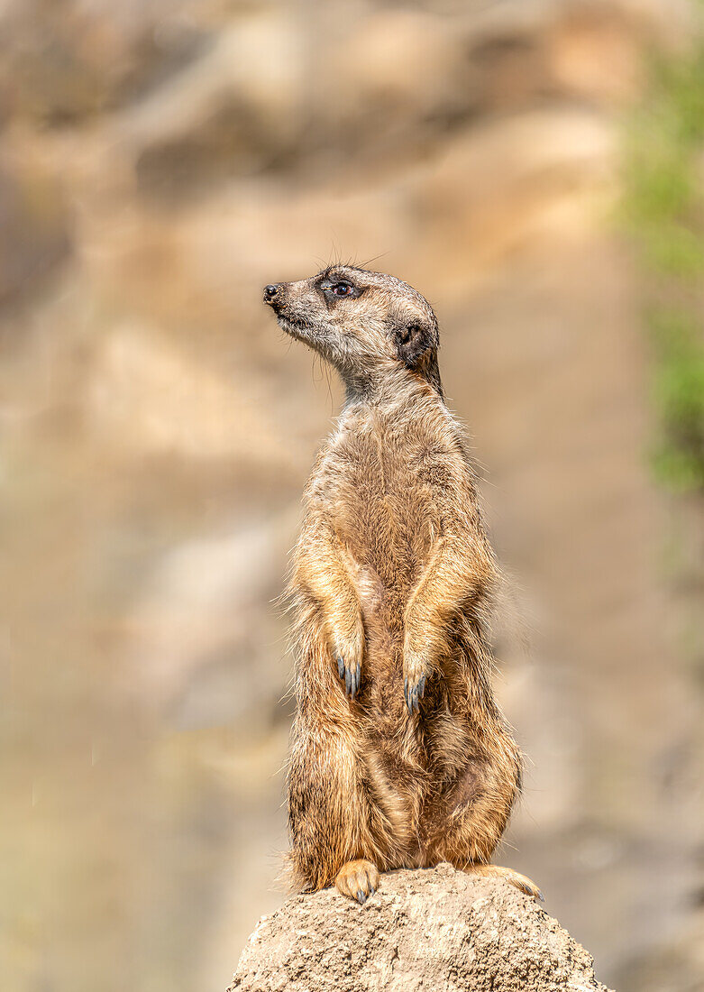 Erdmännchen (Suricata suricatta) auf Wache im Berliner Zoo, Berlin, Deutschland