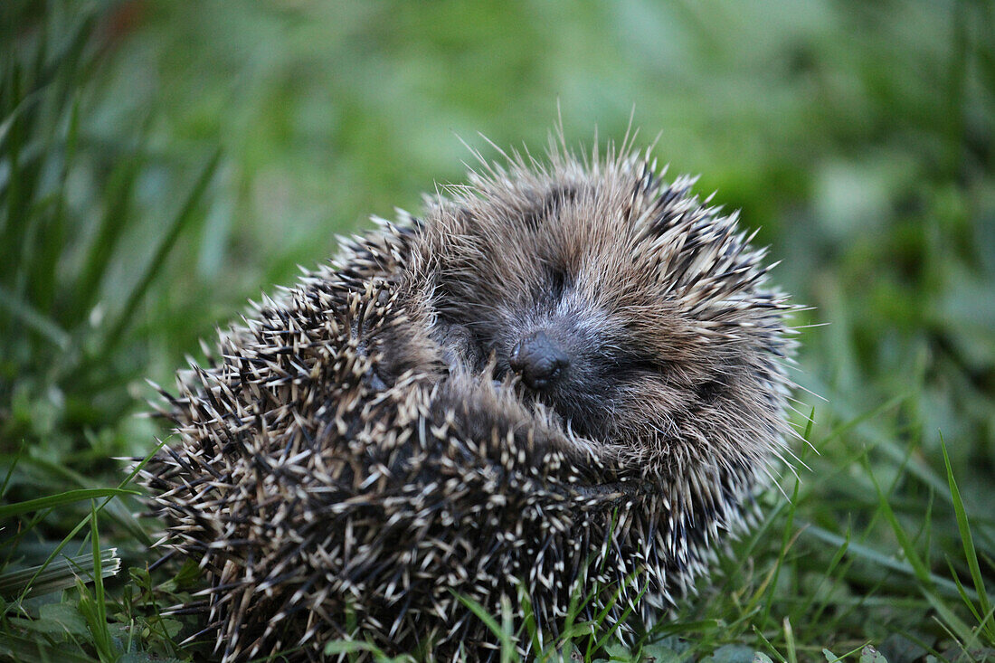 Igel rollt sich ein