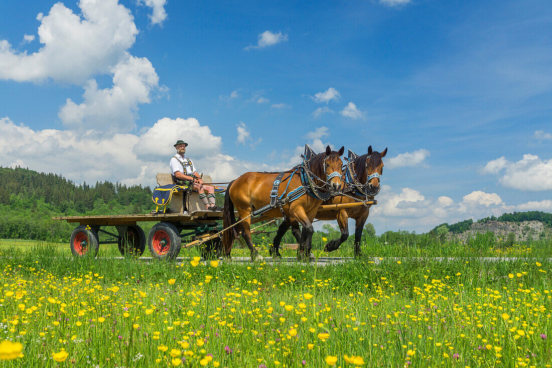 Pferdekutsche bei Eschenlohe, Oberbayern, Bayern, Deutschland