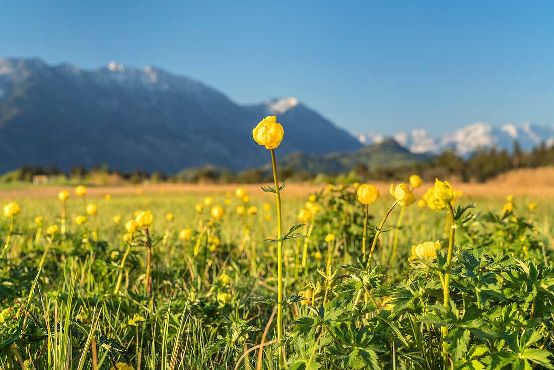 Trollblume im Murnauer Moos vor dem Wettersteingebirge, Eschenlohe, Oberbayern, Bayern, Deutschland