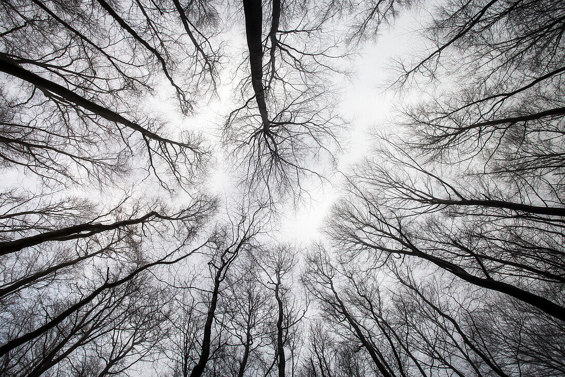 View into wintry deciduous treetops, Germany, Hesse