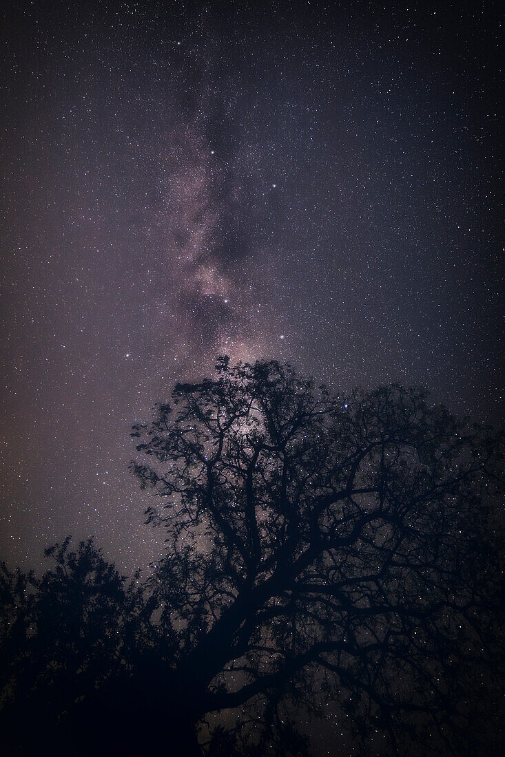 Tree silhouette in front of the starry sky, Milky Way over Germany, Hesse