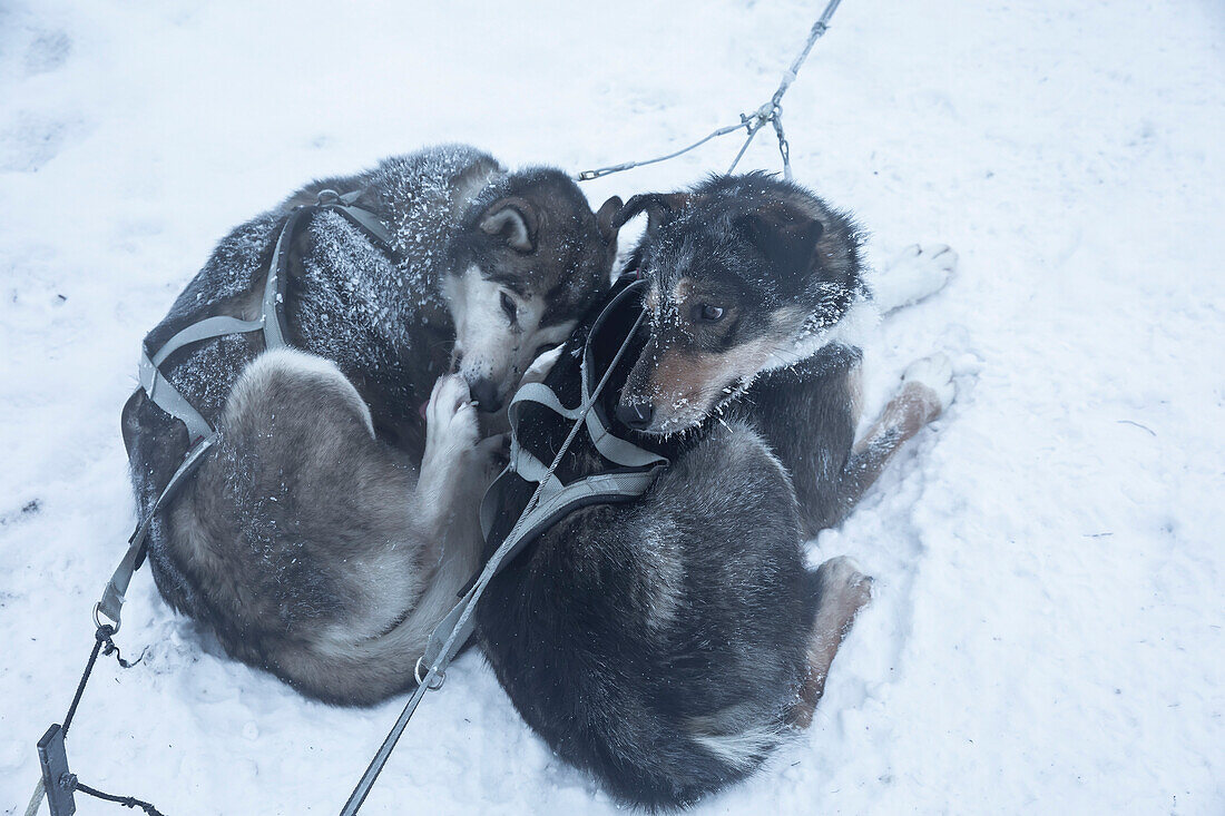 Overhead shot of two sled dogs. Winter scene in Swedish Lapland