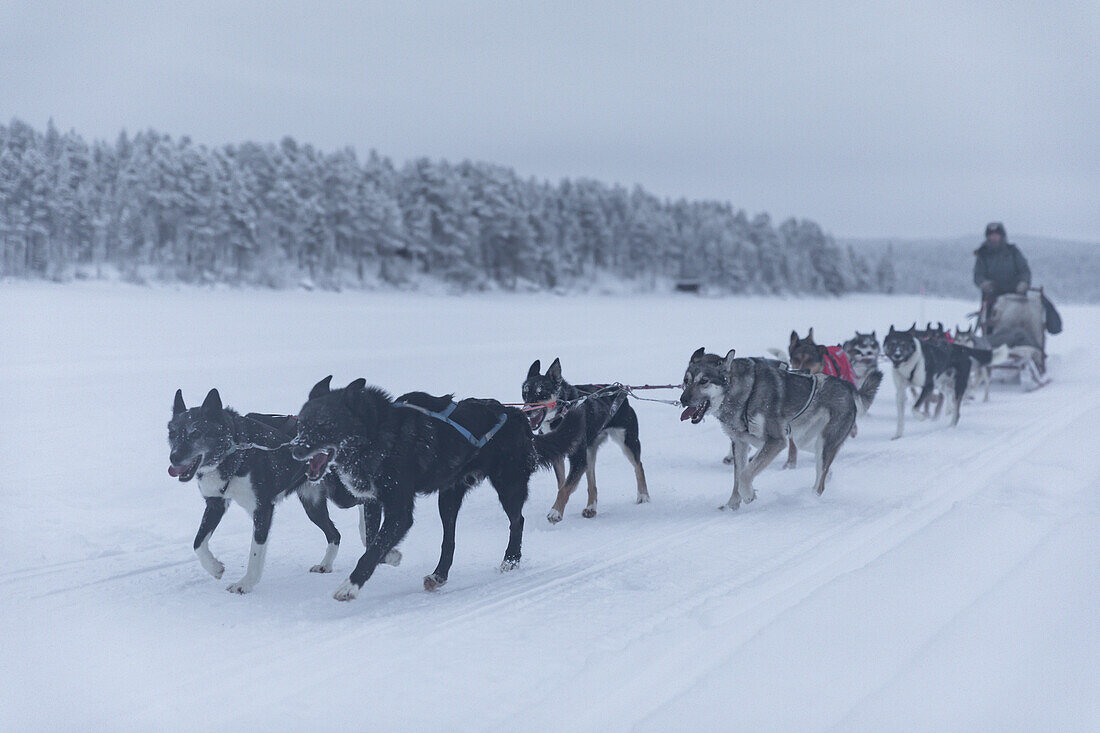 Niedriger Blickwinkel auf Schlittenhunde und Schlittenfüher. Winterszene in Schwedisch-Lappland