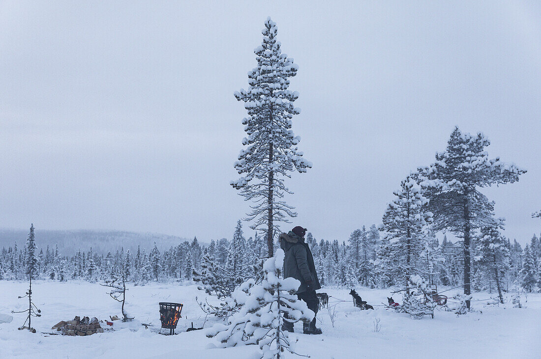 Winter scene in Swedish Lapland