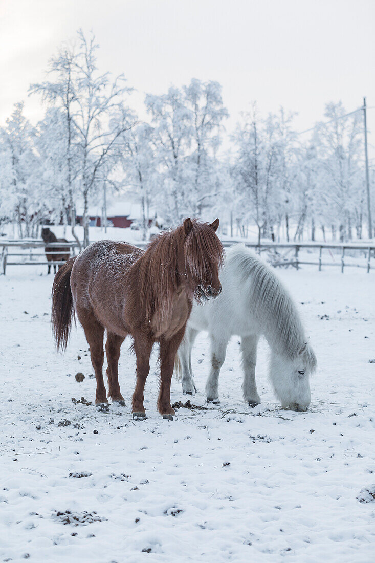 Zwei Pferde. Winterszene in Schwedisch Lappland