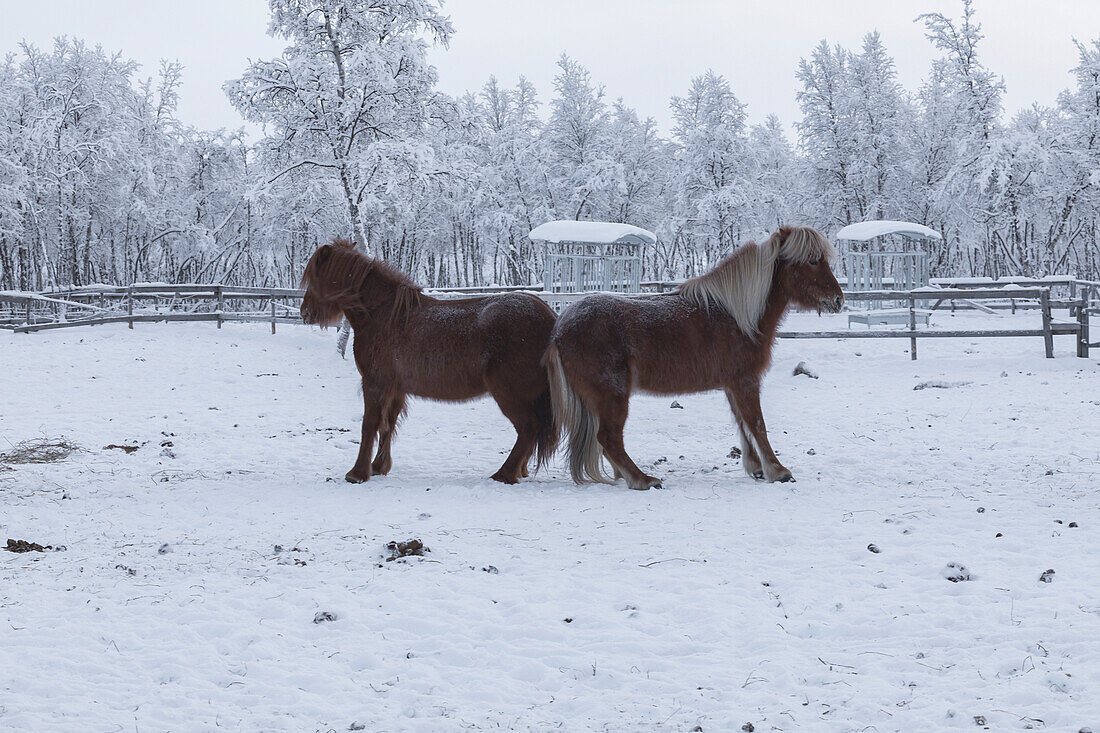 Zwei Pferde, die von einander abgewandt sind. Winterszene in Schwedisch Lappland