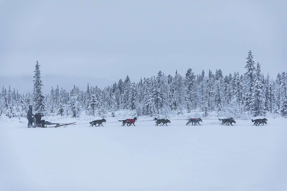 Hundeschlittenführer und Schlittenhunde. Winterszene in Schwedisch Lappland