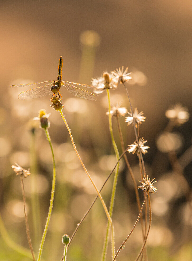 A dragonfly perches on a flower in a field at Angkor Thom