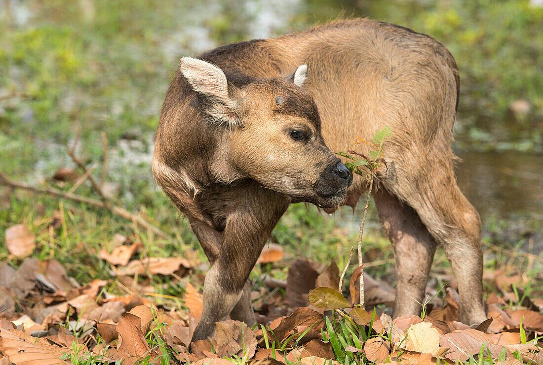 Ein Baby-Wasserbüffel hält in der Nähe von Banteay Srei an, um an einer Pflanze zu schnüffeln