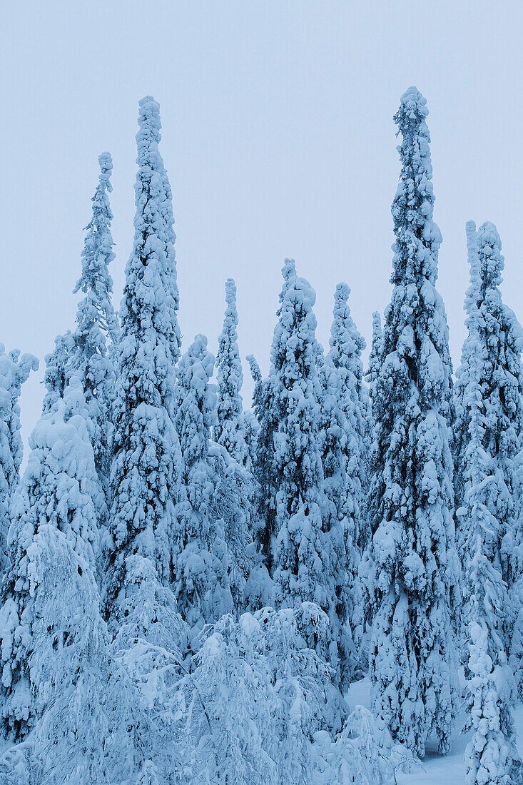 Fir Trees Standing at attention covered in snow, Finnish Lapland