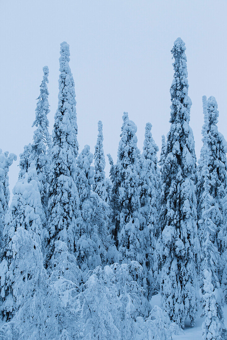 Stehende Tannen mit Schnee bedeckt, Finnisch-Lappland