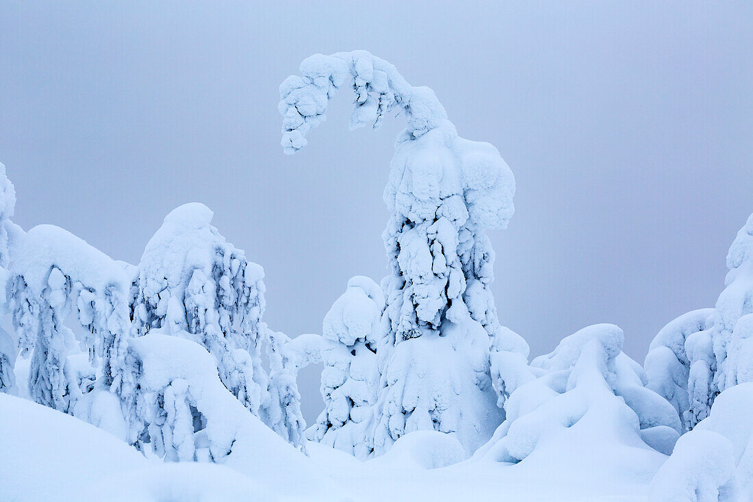 Nahaufnahme einer Baumfamilie, die Wächter von Lappland ineinander verschlungen sind. Kuusamo, Finnisch-Lappland, Finnland