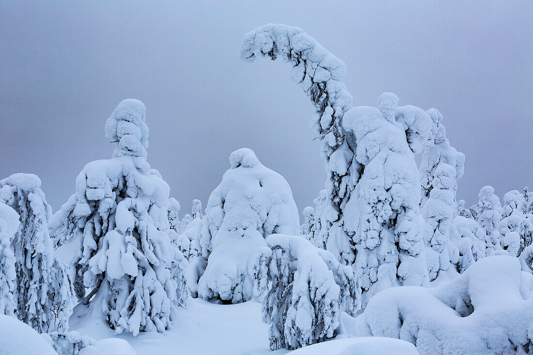 Baumfamilie vor stürmischem Himmel Wächter von Lappland. Kuusamo, Finnisch-Lappland, Finnland