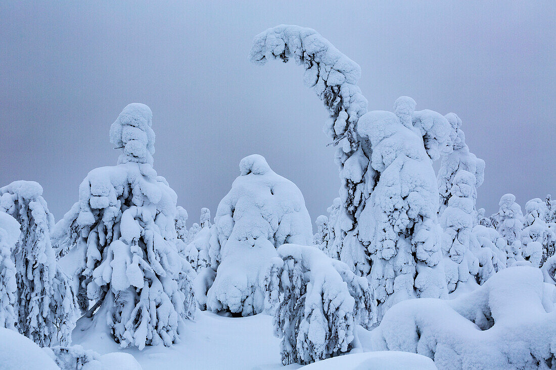 Family of Trees against stormy sky Sentinels of Lapland. Kuusamo, Finnish Lapland, Finland