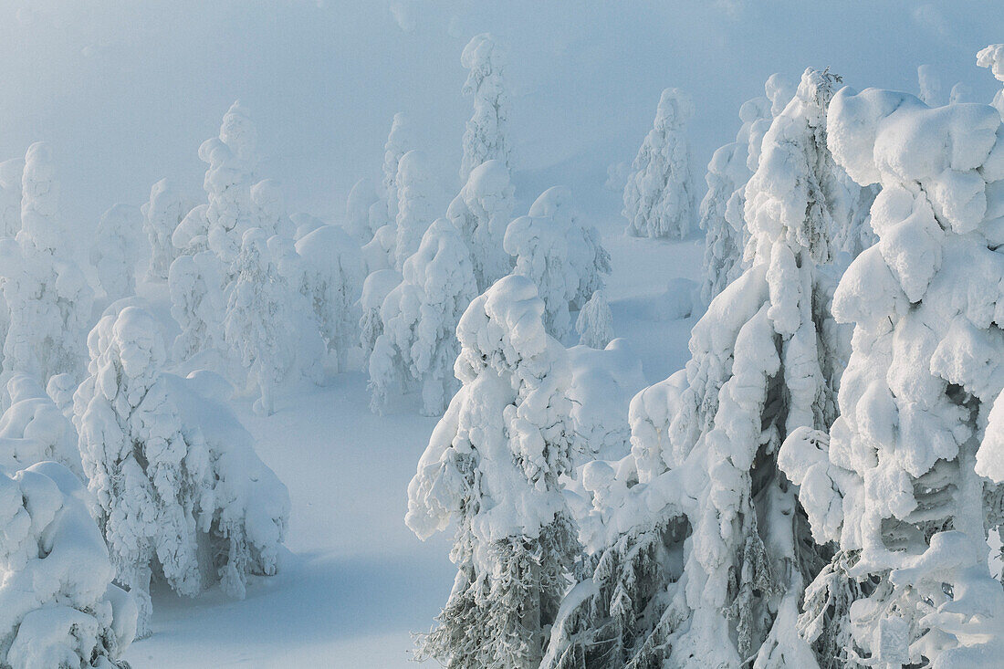 Sonnenaufgang und abstrakte schneebedeckte Bäume nach Blizzard über Ruka Finnisch-Lappland