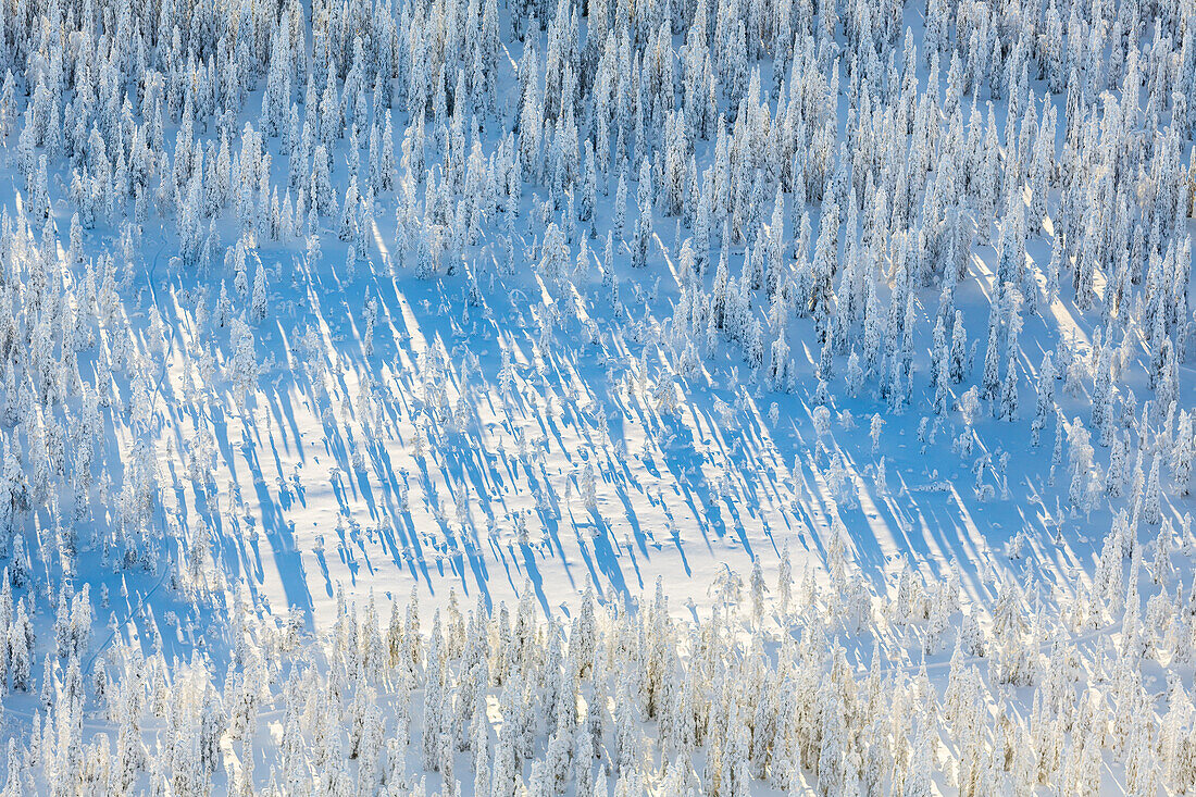 Aerial view of Winter Forests from above in Kuusamo Finnish Lapland