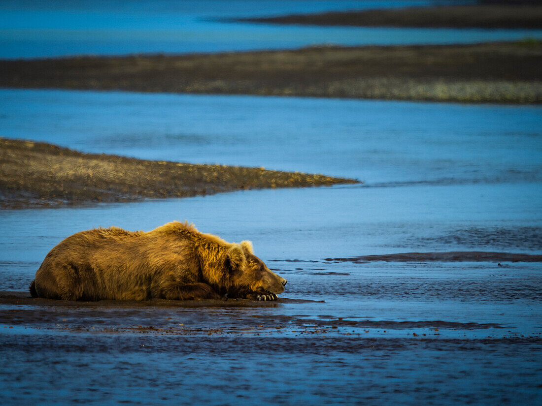 Waiting for the salmon run, Coastal Brown Bear (Ursus arctos horribilis) cools off in Hallo Creek, Katmai National Park and Preserve, Alaska