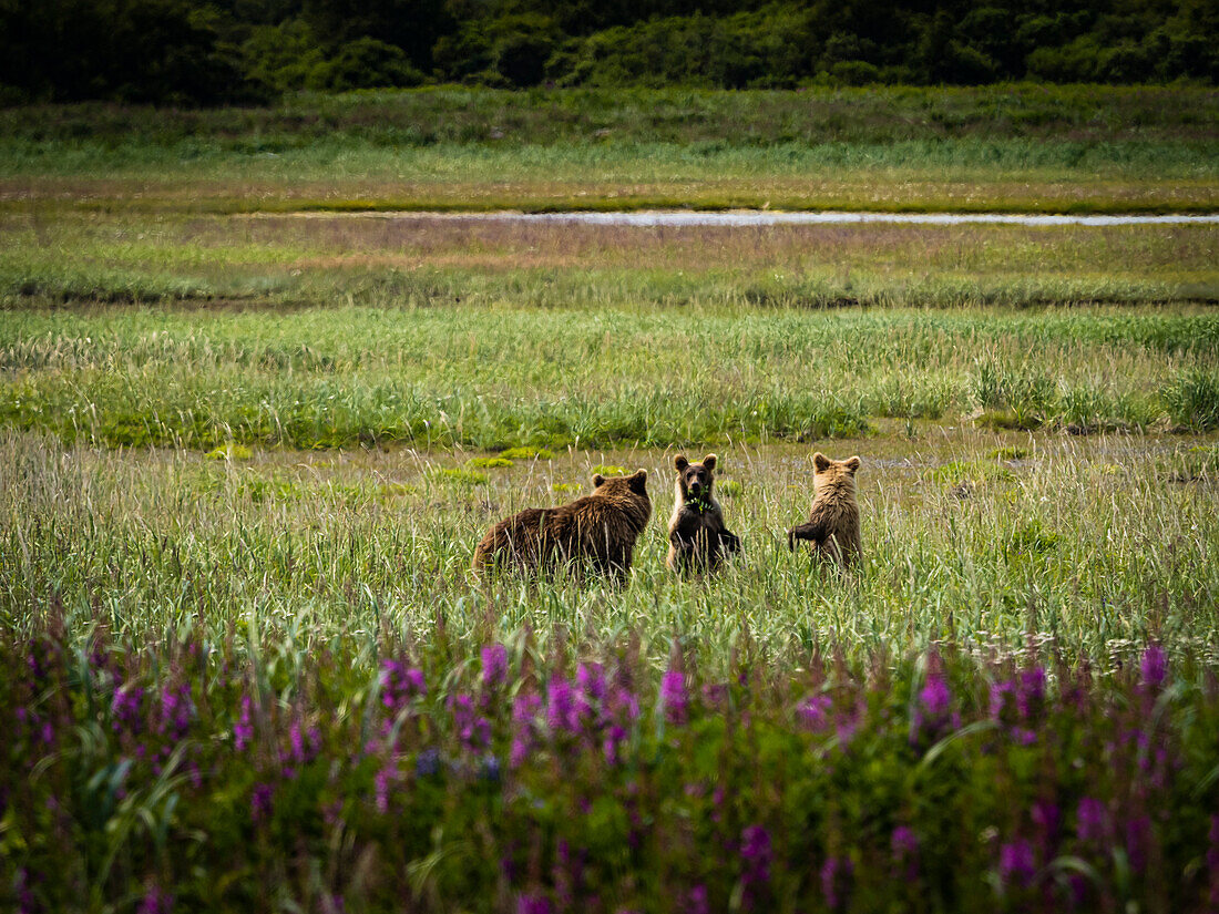 Mother with two spring cubs, Coastal Brown Bears (Ursus arctos horribilis) family in the meadow at Hallo Bay, Katmai National Park and Preserve, Alaska