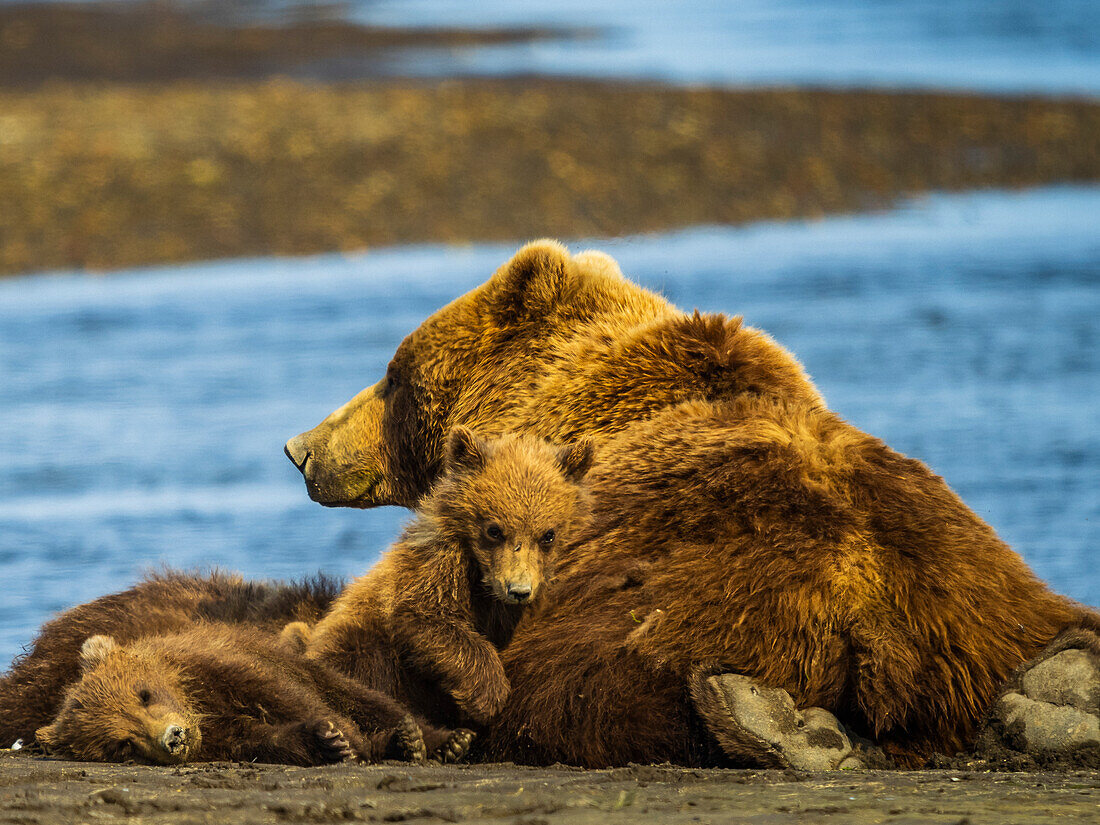 Sacked out with mom, Coastal Brown Bears (Ursus arctos horribilis) napping along Hallo Creek, Katmai National Park and Preserve, Alaska