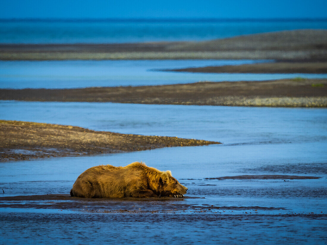 Warten auf die Lachswanderung, Grizzlybär (Ursus arctos horribilis) kühlt sich im Hallo Creek ab, Katmai National Park and Preserve, Alaska