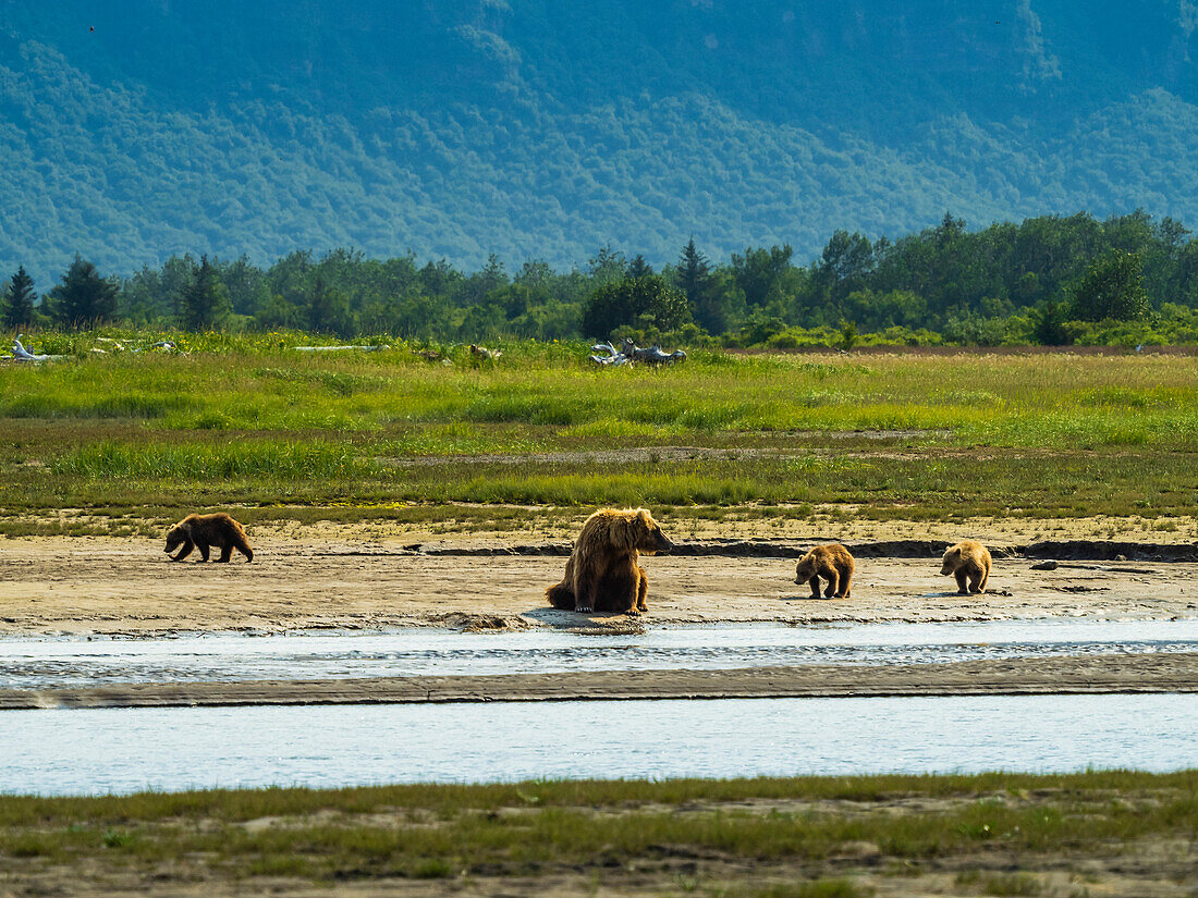 Mutter mit drei Jungen, Grizzlybären (Ursus arctos horribilis) am Hallo Creek, Katmai National Park and Preserve, Alaska