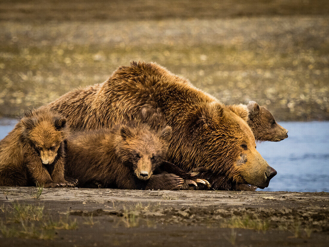 Mutter mit vier Jungen, Grizzlybären (Ursus arctos horribilis) beim Ausruhen am Hallo Creek, Katmai National Park and Preserve, Alaska