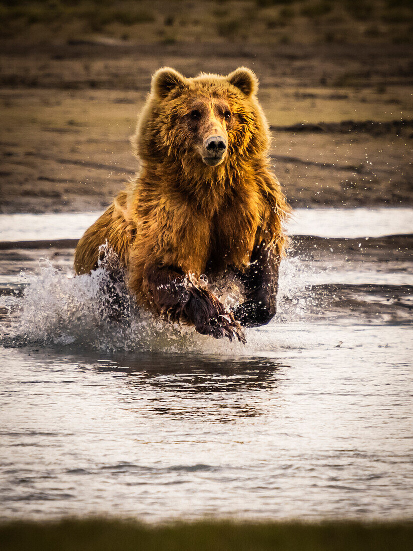 Grizzlybären (Ursus arctos horribilis) auf der Jagd nach Lachsen im Hallo Creek, Katmai National Park and Preserve, Alaska