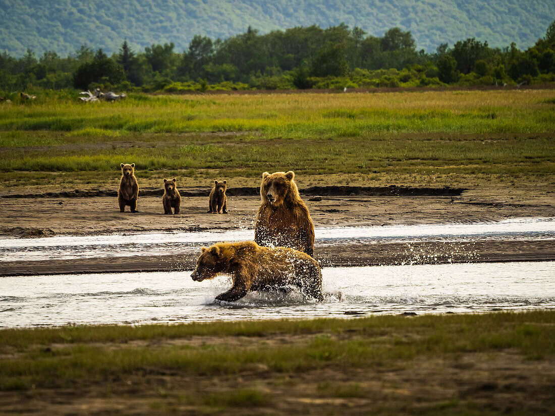 Face off! Mother brown with three cubs, confronts younger bear, Coastal Brown Bears (Ursus arctos horribilis) chasing salmon in Hallo Creek, Katmai National Park and Preserve, Alaska