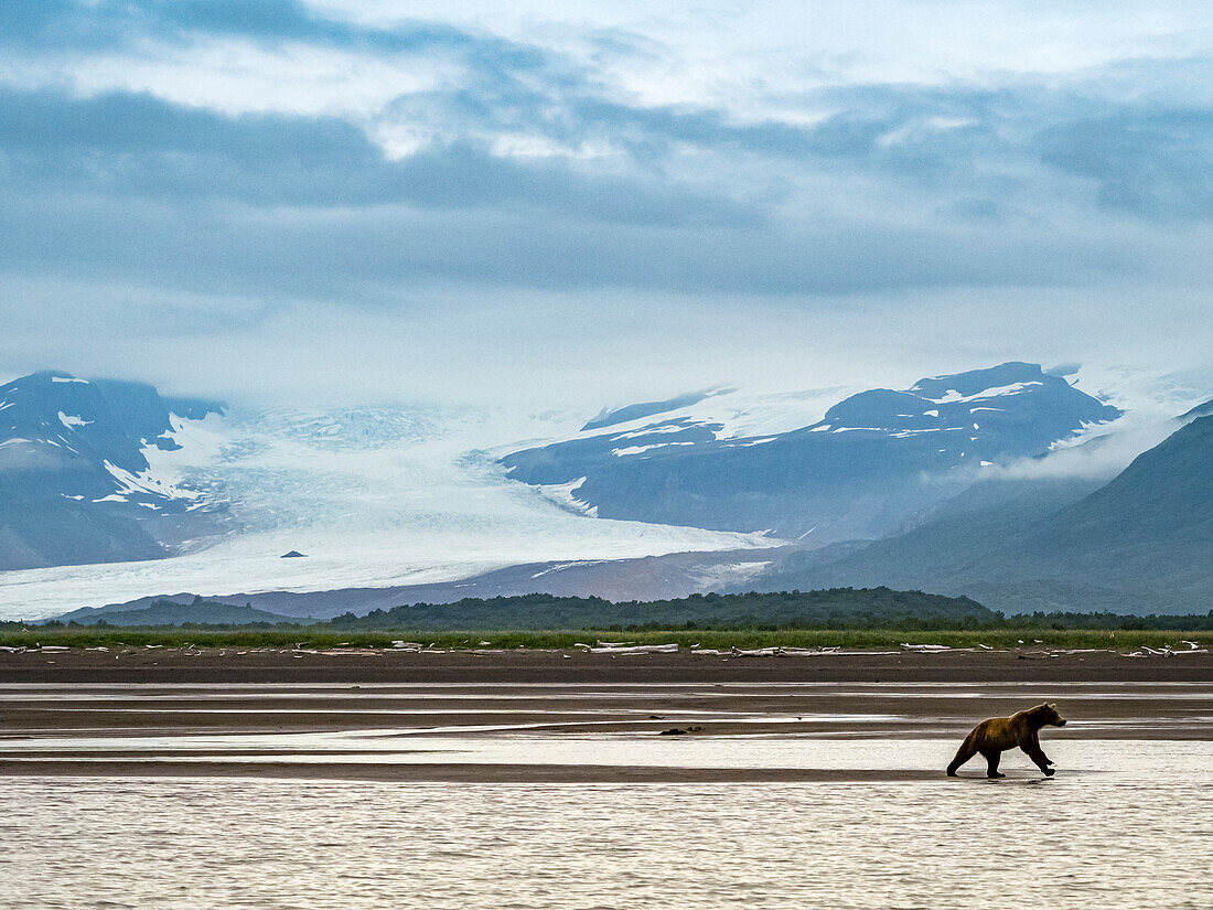 Hallo Glacier provides background for Coastal Brown Bear (Ursus arctos horribilis) chasing salmon at low tide in Hallo Bay, Katmai National Park and Preserve, Alaska